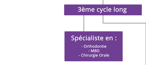 schema-des-etudes_05